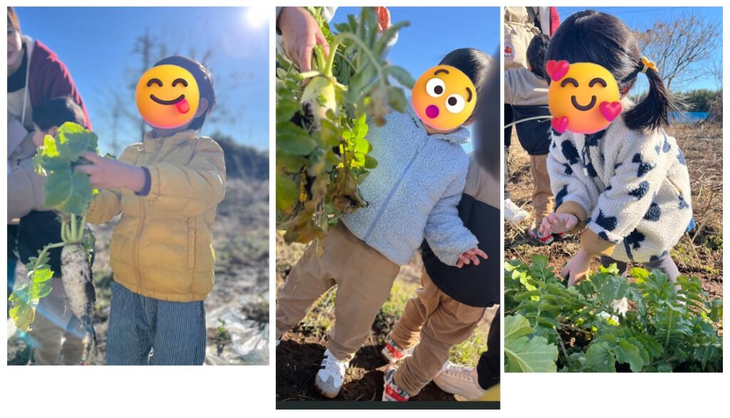 オハイアリイ農園：大根収穫🧺😉