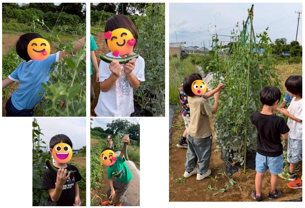 今年もキュウリが絶好調🥒😚✌
